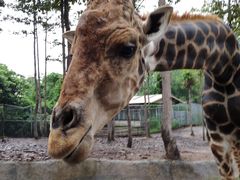 -清迈夜间动物园