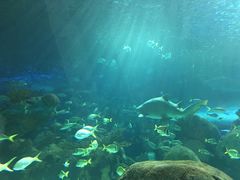 -瑞普利水族馆