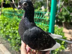 -北京赛佳动物医院