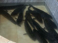 -风情丽江斑鱼火锅(孙家沟西南路80号店)