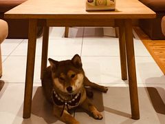 -柴务处·柴犬主题狗咖