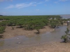 -北海金海湾红树林生态旅游区