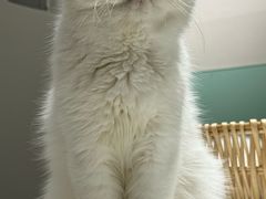 -怪兽屋·羊驼·猫咖·狗咖(俊华广场店)
