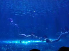 -华夏文旅海洋公园