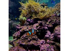 -迪拜水族馆及水下动物园