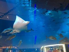 -迪拜水族馆及水下动物园