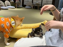 -逗柴咖啡屋·狗咖猫咖宠物桌游