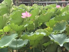 -四川大学(望江校区)