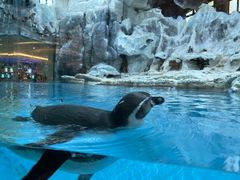 -帝企鹅自助餐厅•儿童岛•真企鹅(长隆企鹅酒店)