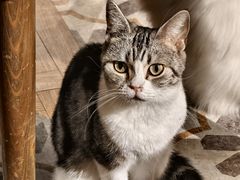 -猫猫幼稚园·撸猫·桌游·电玩