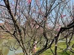 -上海海湾国家森林公园