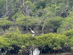 -东寨港红树林旅游区