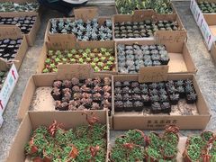 -龙大花卉苗木市场
