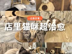 -楼上猫咖(罗湖店)