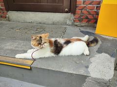 -猫岛主趣味餐厅(鼓浪屿店)