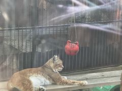 -青藏高原野生动物园