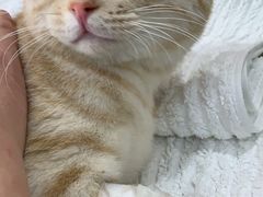 -爱侣宠医·鹦鹉专科·小型哺乳类·异宠专科(灵石路店)