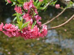 -桃花涧