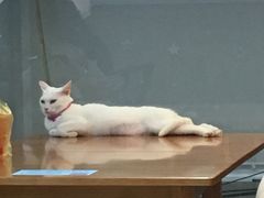 -共舞时光猫咖·狗咖(新街口店)