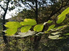 -北京上方山国家森林公园