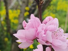 -南汇桃花村