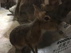 -zoonana室内动物园(东方福来德店)