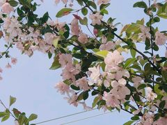 -田园东方蜜桃村的田野营地