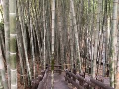 -汉拿树木园