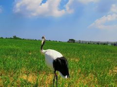 -盐城丹顶鹤湿地生态旅游区