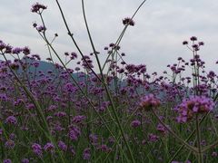 -曲江薰衣草庄园