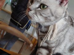 -平行世界·猫咖(首经贸店)