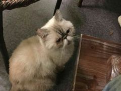 -猫色咖啡·猫咖