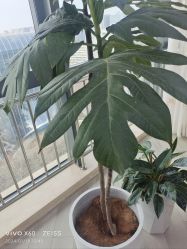 -HEYAN荷妍专业脱毛连锁机构