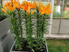 -上海鲜花港