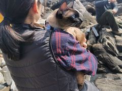 -石老人观光园
