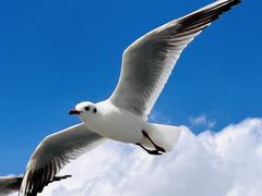 -海埂大坝
