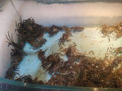 -圣罗巴海鲜烤肉自助(佳兆业店)