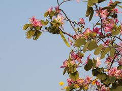 -洲头咀公园