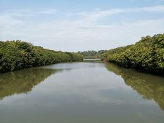 -大湾区中央湿地公园
