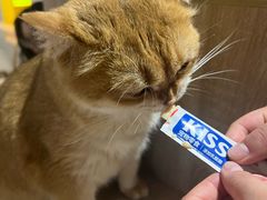 -藏猫猫咖啡主题馆(中央大道店)