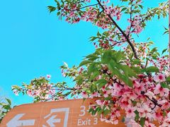 -顾村公园