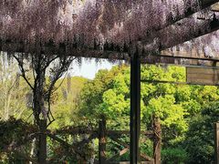 -上海鲜花港