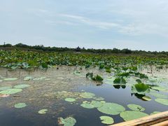 -上海海湾国家森林公园