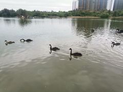 -五缘湾湿地公园