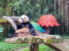 -广州长隆野生动物世界