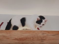 -喵园·猫主题咖啡厅·撸猫·猫咖(国贸店)