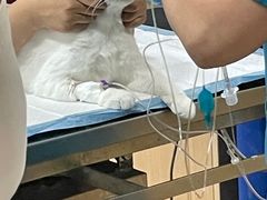 -芭比堂宠物医院·全科爱猫医院·仁德分院