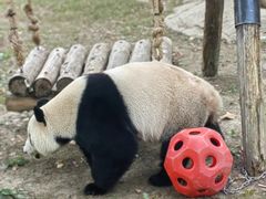 -上海野生动物园