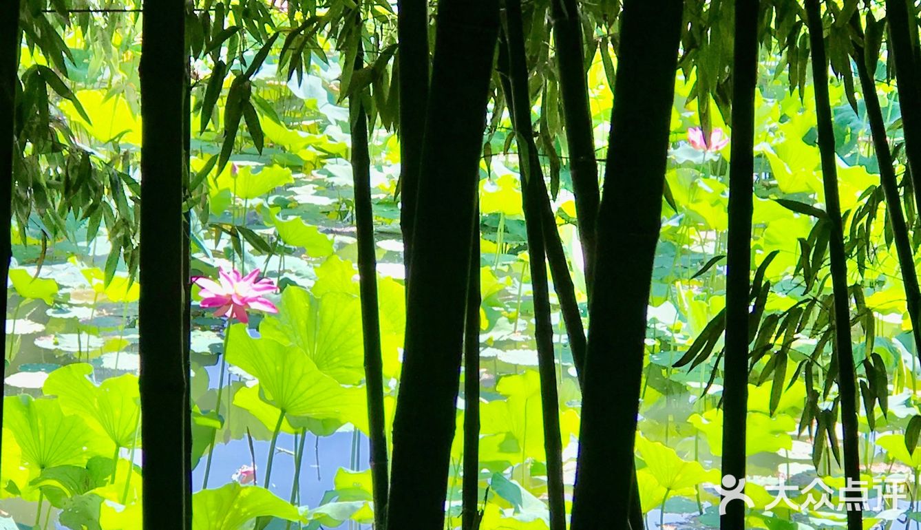 初秋翠竹荷花