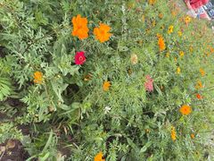 -前小桔亲子创意农场·草莓采摘·露营烧烤